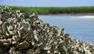 Using Oysters to Protect Bridge Piers From Folk Knowledge to Sustainable Construction Solutions