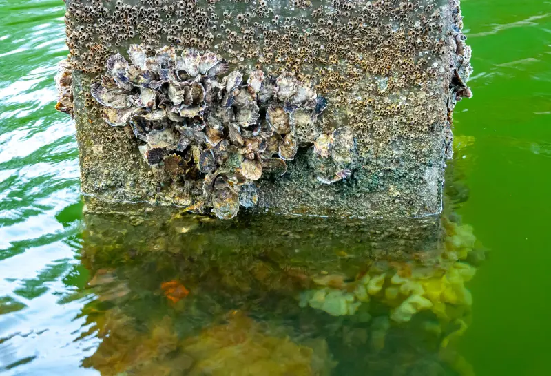 Using Oysters to Protect Bridge Piers From Folk Knowledge to Sustainable Construction Solutions
