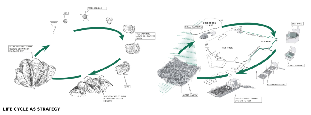 Using Oysters to Protect Bridge Piers From Folk Knowledge to Sustainable Construction Solutions