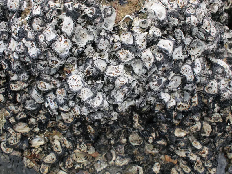 Using Oysters to Protect Bridge Piers From Folk Knowledge to Sustainable Construction Solutions