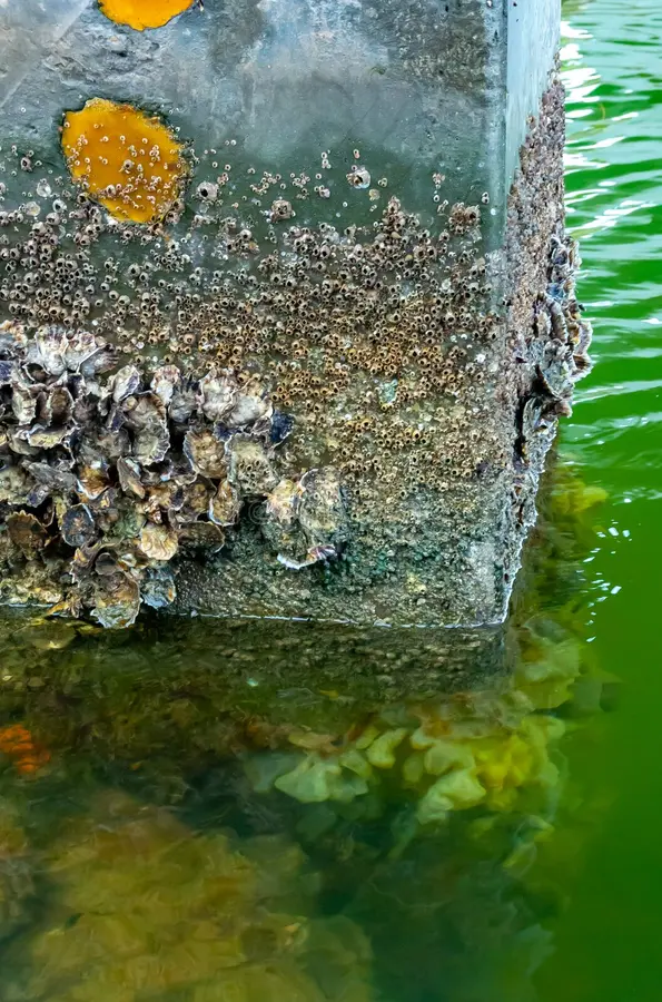 Using Oysters to Protect Bridge Piers From Folk Knowledge to Sustainable Construction Solutions