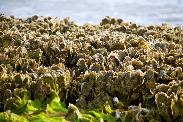 Using Oysters to Protect Bridge Piers From Folk Knowledge to Sustainable Construction Solutions