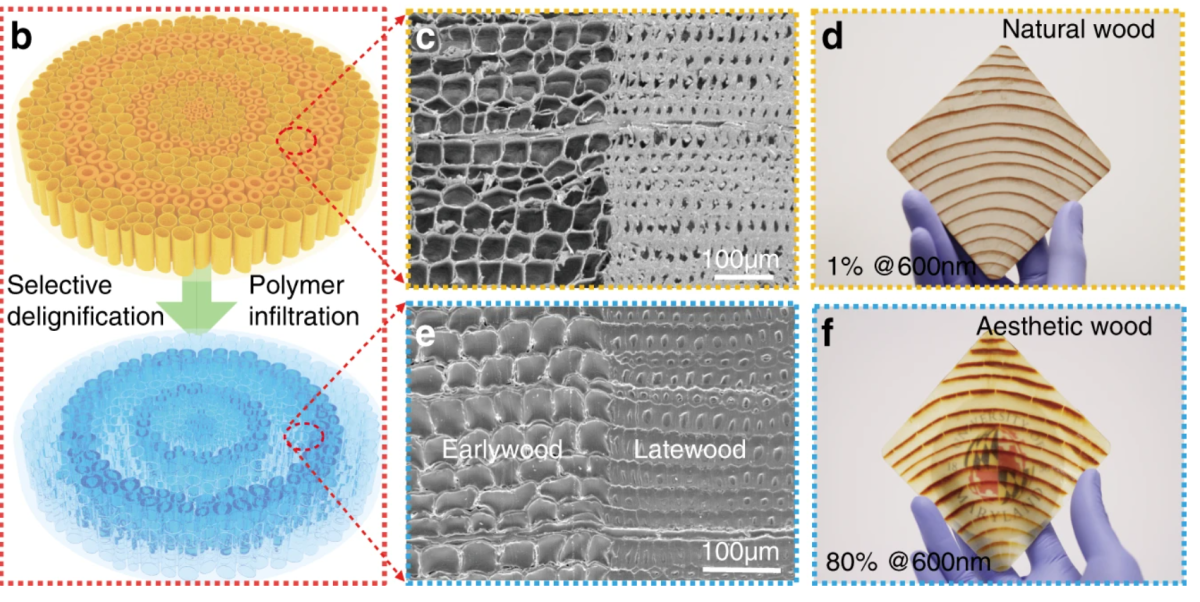Transparent Wood – A Future Material to Replace Glass in Green Architecture