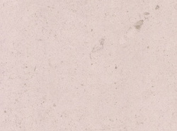 Moca Rosa Limestone