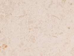 Crema Fossil