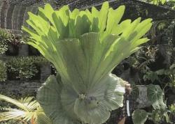 Cabbage Orchid