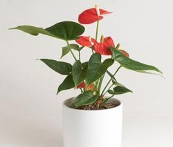 Anthurium ‘Zizou’
