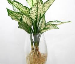 AGLAONEMA SP.